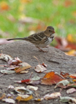 Harris Sparrow